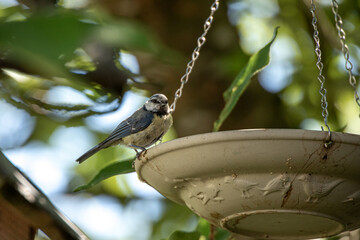 Blaumeise auf Vogeltränke