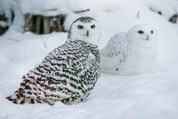 Fototapeta premium polar owl in the snow large