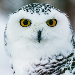 polar owl in the snow large