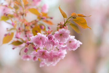 Rosafarbene Kirschblüte / Japanische Nelkenkirsche / Blütenkirsche (Lat.: Prunus serrulata...