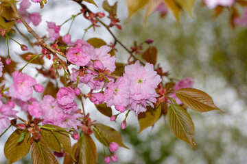 Kirschblüte / Japanische Nelkenkirsche / Blütenkirsche (Lat.: Prunus serrulata Kanzan)