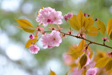 Kirschblüte / Japanische Nelkenkirsche / Blütenkirsche (Lat.: Prunus serrulata Kanzan) - Rosa...