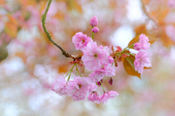 Ein Zweig mit rosa Blüten  - Kirschblüte / Japanische Nelkenkirsche / Blütenkirsche (Lat.: Prunus serrulata Kanzan) vor einem hellen Hintergrund weich aufgelöst und freigestellt