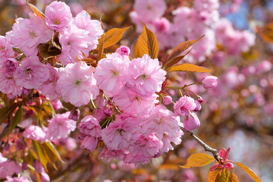 Rosa Kirschbl&uuml;ten im Fr&uuml;hling an einem Baum / Japanische Nelkenkirsche / Bl&uuml;tenkirsche (Lat.: Prunus serrulata Kanzan)