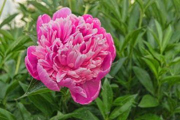 pink peony in the garden