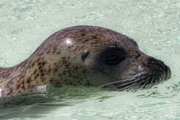 Fototapeta premium Seal puppy in the water