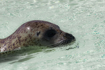 Fototapeta premium Seal puppy in the water