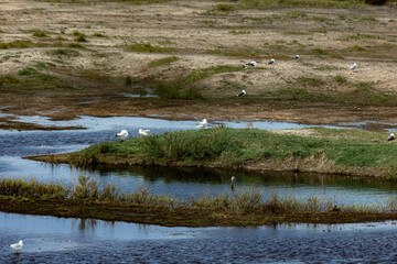 Wild nature on island of Texel, Netherlands