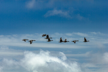 Wild nature on island of Texel, Netherlands