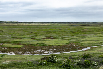 Wild nature on island of Texel, Netherlands