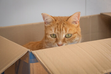 portrait d'un chat assis dans un carton