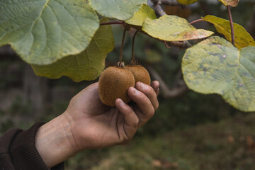 Exotic tropical fruits of the kiwi plant are organically grown in a garden on the Black Sea coast...