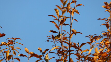 朝日を浴びているメジロの写真