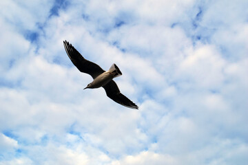 a bird soaring high in the sky - 472986010