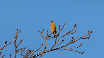カワラヒワが枝の中で休んでいる写真