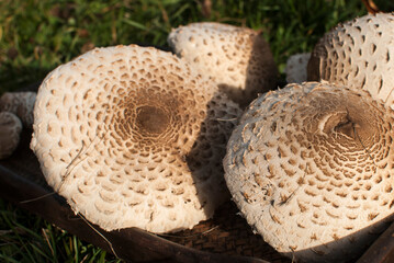 Picked Macrolepiota procera parasol mushrooms closeup as food background