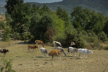 Summer day in nature with greenery, fresh air, in Tuhovishta, Bulgaria