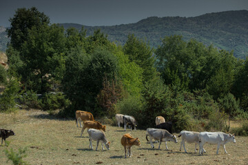Summer day in nature with greenery, fresh air, in Tuhovishta, Bulgaria