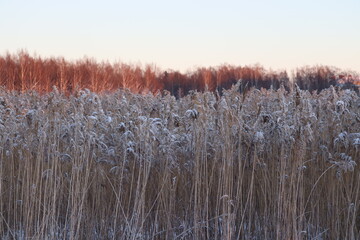 reeds at sunset