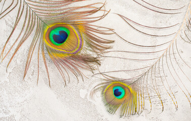 Two beautiful peacock feathers on a gray concrete background