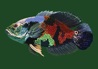 Drawing black oscar fish, art.illustration, exotic fish, vector