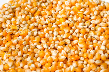 dried corn for cooking popcorn, close-up. Top view.