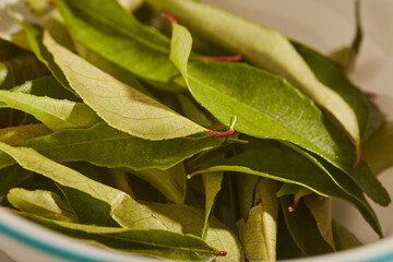 A bowl of curry leaves, sometimes called kari leaves,  a classic Indian ingredient.