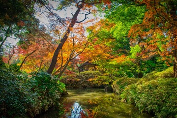 Foliage trees in autumn
