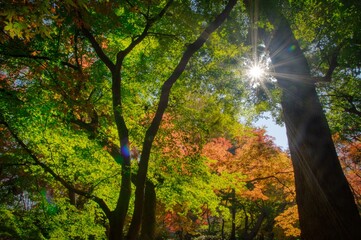 Foliage trees in autumn