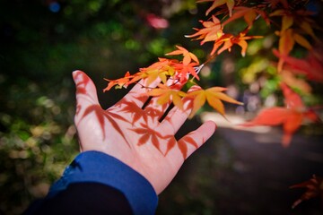 Foliage trees in autumn on my palm