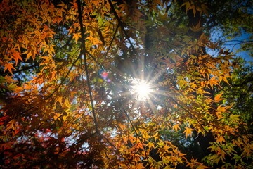 Foliage trees in autumn sun ray