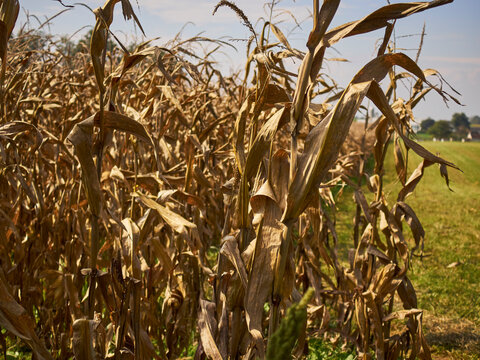 Corn stalks in a field. Amish Country,Strasburg, Lancaster County, Pennsylvania, USA