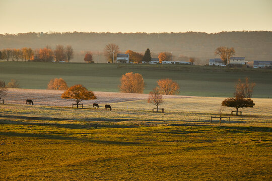 A pasture with grazing horses  at dawn, Churchtown, Lancaster County, Pennsylvania, USA