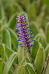 Aechmea gamosepala is a bromeliad endemic and It is often cultivated as an ornamental plant. Aechmea gamosepala 'Lucky Stripes' is beautiful plant.