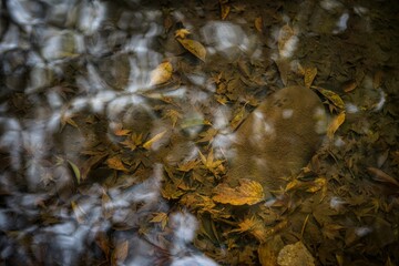 Foliage trees in autumn