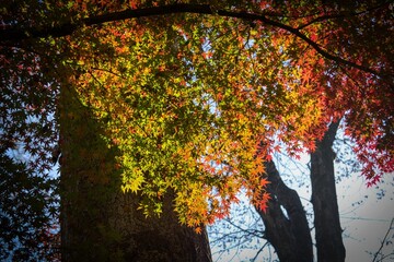 Foliage trees in autumn