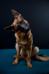 surprised german shepherd sitting on black background