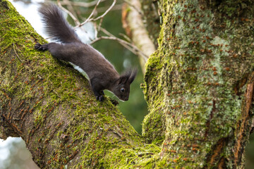 squirrel on tree