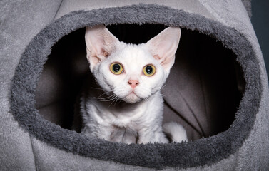 Cornish Rex cat in a cat bed