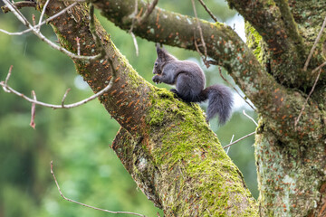 squirrel on tree