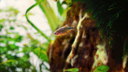 Female fish, Rasbora Galaxy , Danio margaritatus, Heavenly Danio pearl