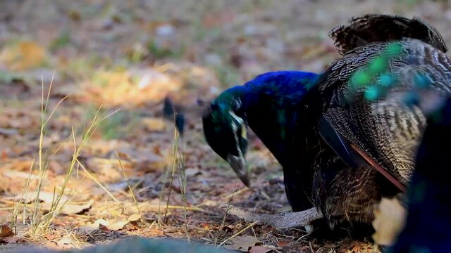 Beautiful colorful elegant sleeping peacocks animals birds in Ialysos Rhodes Greece.