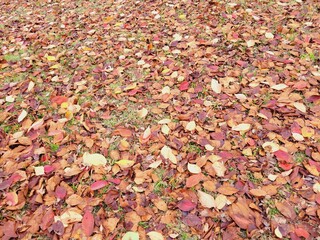 autumn leaves background