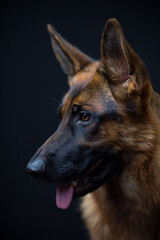 portrait of a german shepherd on a black background in profile
