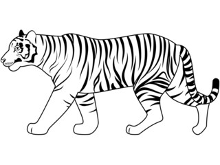 歩くリアルな虎のイラスト（線画）