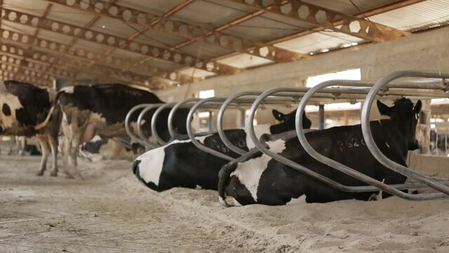Dairy farming