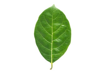 green jackfruit leaves or green leaves on a white background