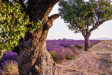 Olive trees and lavender fields in bloom in Valensole in Provence, France