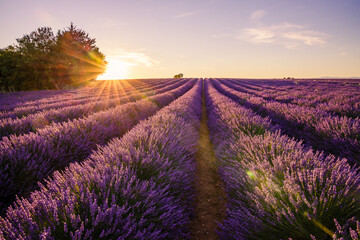 Fototapeta na wymiar Ray of light during a beautiful sunset on the lavender fields in bloom in Valensole in Provence, France