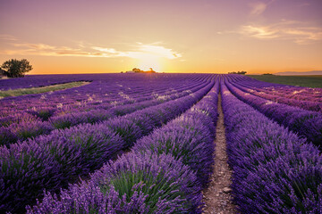 lavender field of Valensole in Provence at sunset